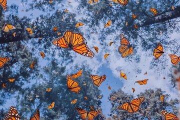3 day Tour to Discover the Magic of Mexico & Monarch Butterflies
