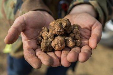 Truffle Hunting with Lunch and Chianti Tasting from Pisa
