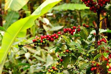2 Days Private Food Tour in Coscomatepec Mexico