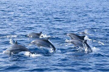Whale Watching from Bentota with Pickup & Drop
