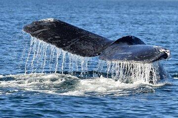 Whale Watching from Bentota with Pickup & Drop