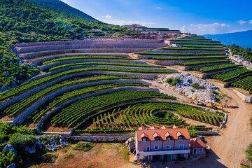 Private Wine Tasting Activity at Lipovac Winery