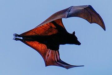 I Went to see Dragons in Flores. You Won’t Believe What we Found!