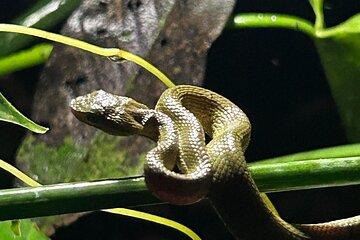 La Carpintera Night Tour San Jose Hidden Nocturnal Wildlife