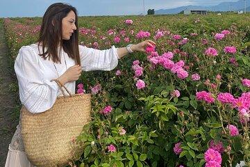 Rose Farm and Oil Producing in Zaqatala