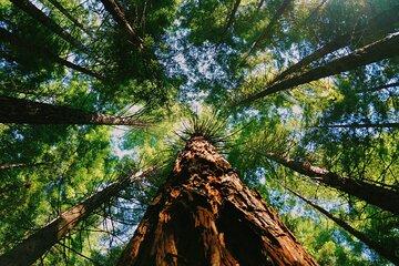 Redwoods Full-day Private Tour and Hike