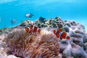 Pattaya : Finding Nemo Snorkeling Tour by Private speedboat