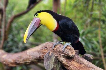 DoKa Coffee Farm & La Paz Waterfall Gardens Tour from San Jose