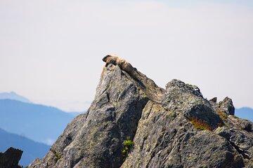 North Cascades Full Day Private Tour and Hike