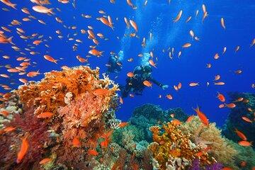Full Day on Boat with 2 Dives in the Marine Parks of Sharm