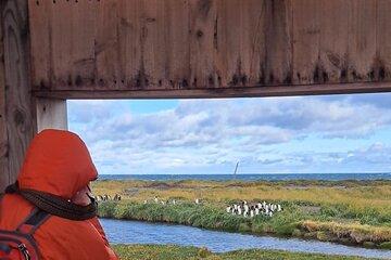 King Penguin Nature Reserve - Private Tour