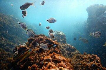 Snorkeling Experience in Terceira Island