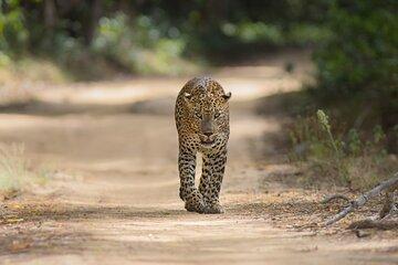 Wilpattu National Park Guided Tour in a Safari Jeep Ride