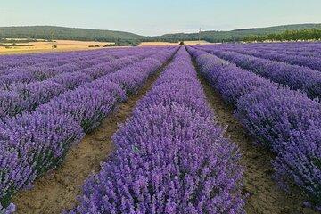 Nessebar: The best locations for a photo shoot & Lavender fields