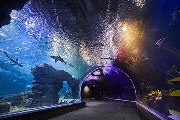 Discounted Entry Ticket for Gwanggyo Aqua Planet (내국인 불가)