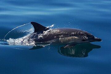 Dolphin Watching Experience in Cascais