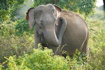 Private Udawalawe Safari Tour with Elephant Transit Home