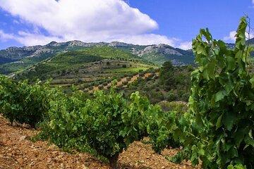 Olive Oil and Winery Tour from Zaragoza City