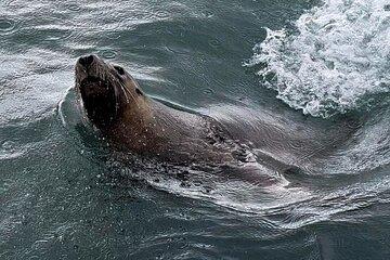 Shoalwater Islands Marine Park Cruise with Lunch