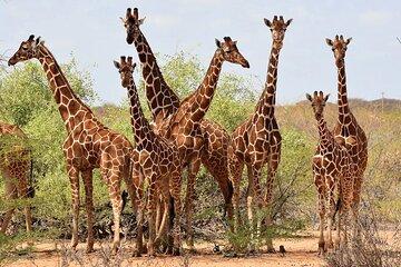 Nairobi: Karen Blixen, Beads Factory and Giraffe Center Day Tour