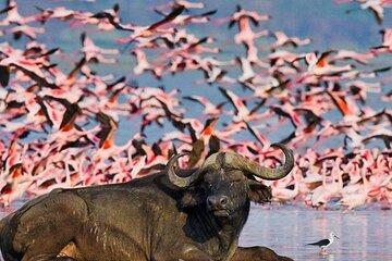 Lake Nakuru Day Trip From Nairobi