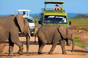 6 Days in Masai Mara Lake Nakuru and Amboseli National Park