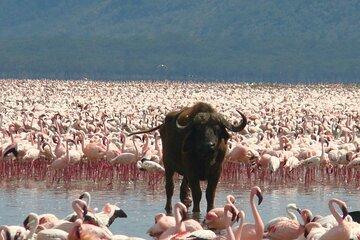 6 Days in Great Lakes of Kenya and Masai Mara Safari