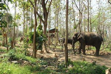 Chiang Mai Elephant Sanctuary Small Group Ethical Tour