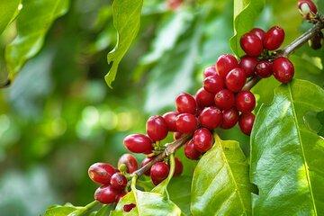 Coffee Experience and Poás Volcano Half day Tour from San José
