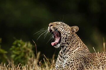 Wilpattu Full Day Private Jeep Safari from Trincomalee