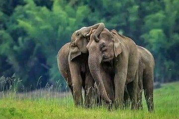 Minneriya National Park Elephant Safari – from Sigiriya