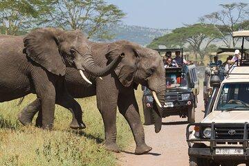 Nairobi's Wilderness for a 5 Day Tour Experience
