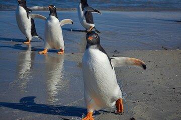 Bertha's Beach Penguin Experience