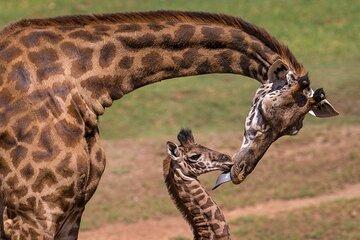 Nairobi Giraffe Centre Guided Tour