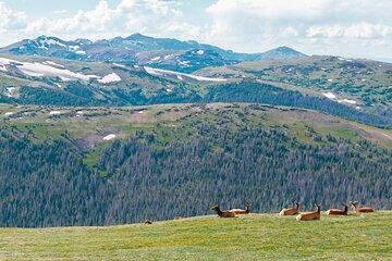 Summer Private Rocky Mountain National Park Driving Tour