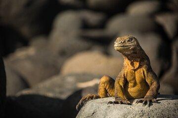 Day Trip to Galapagos Islands