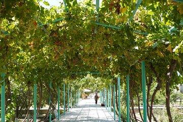 Two-Day Private Tour in Bukhara: Old Town and Countryside