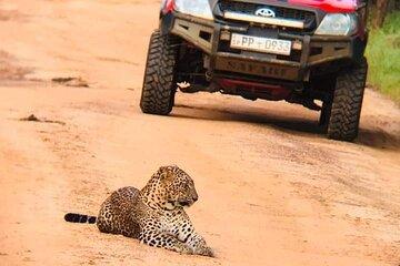 Day Excursion from Colombo/Negombo to Yala Safari -Leopard Safari