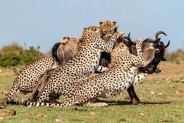 6 Days Private Safari Tour in Kenya from Nairobi with Meals