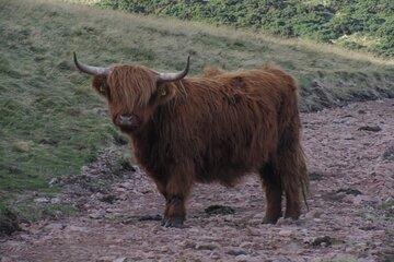 Guided hike in Edinburgh's Pentland Hills