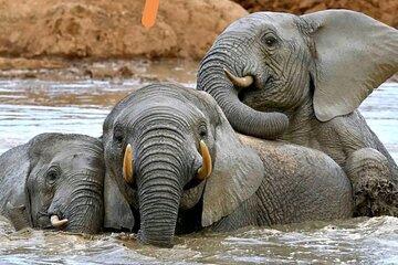 Great Addo Elephant Park Adventure Safari