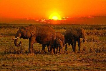 Group Joining Day Tour to Tsavo East from Mombasa Port