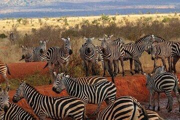 Overnight Group Tour to Tsavo East from Mombasa Port