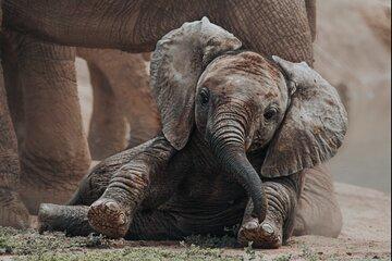 Addo Elephant Park Full day big 5 Safari