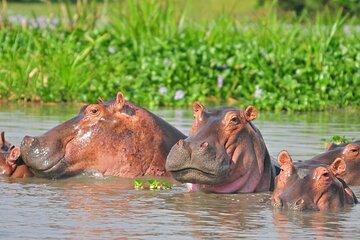 7 Days Uganda Chimps and Gorilla Trekking Safari