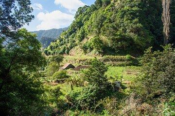 Levada dos Maroços Madeira Island Walking Tour