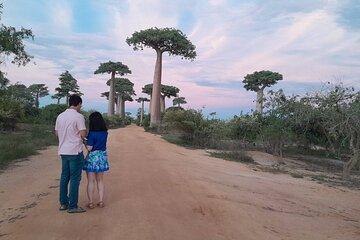 Morondava: Tour to Kirindy Forest and Baobab Avenue