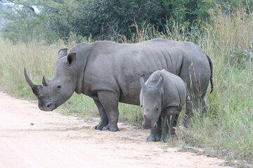 5 Days 4 Nights Kruger Park Safari and Panorama Combo