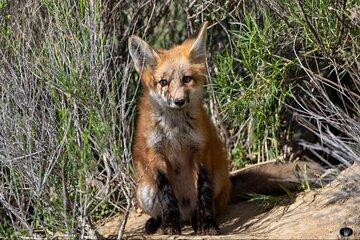 Yellowstone For Kids All-inclusive”Family Fun” Tours PU Cody Wy