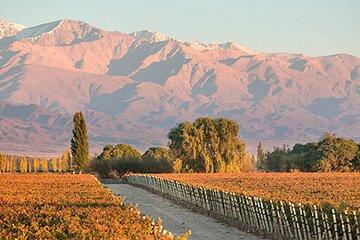 Private Winery Tour in Mendoza with Lunch and Transportation
